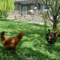 سویئت اجاره ای باغ ویلاخانه مسافر۰