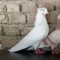 کبوتر ماهرو
