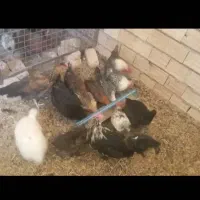 مرغ و خروس