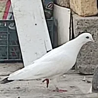 کبوتر