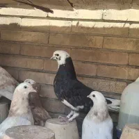 کفتر با کبوتر سرور ساعت بالا