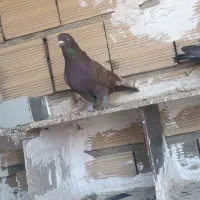کفتر