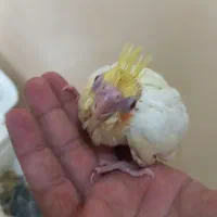 عروس هلندی جوجه سرلاکی