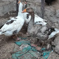 قاز