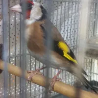 سهره نر