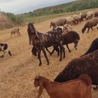 تکه کامورایی اصل