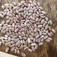 لوبیا چیتی خارجی