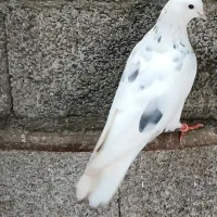 کبوتر