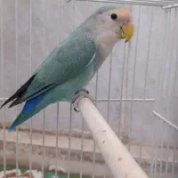 کوتوله
