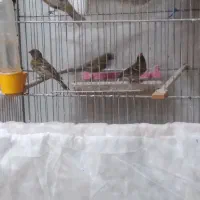 سهره گلبسر قناری نر
