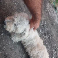 سگ پاکوتا