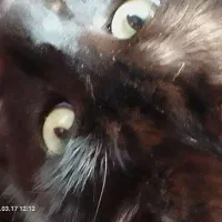 گربه نیاز مند کمک فوری