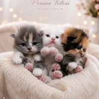 بچه گربه های زیبا