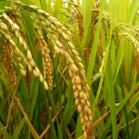زارع کشت شراکتی شالی کردکوی