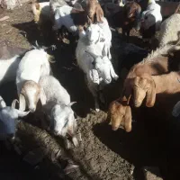 گوسفنده زنده