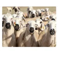 بازدهی بالا وارزانتر همه شبعه های دیگر*گوسفندزنده*