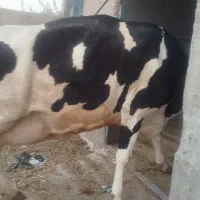 گاو