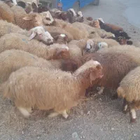 ریز ودرشت به قیمت عمد تکی بخرید زنده