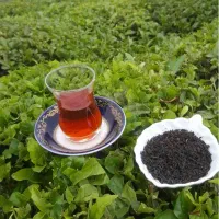 چای بهاره درجه یک لاهیجان زود دم