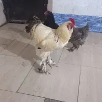 خروس و مرغ برهما