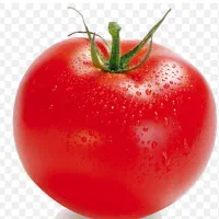 گوجه فرنگی با تناژ بالا