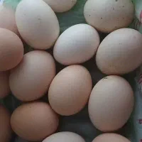 تخم مرغ محلی