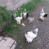 برهما لایت نیمچه