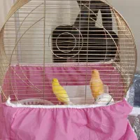 قناری زیبا جفت مولد معاوضه و فروش