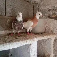 مینا