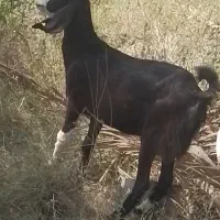 یک عددبزکهره