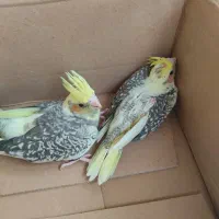 عروس هلندی سرلاکی