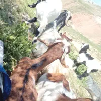 بزو بیگ
