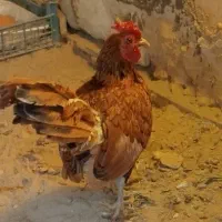 خروس مینیاتوری توری سروحال معاوزه بامرغ تخم گذار