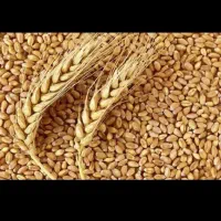 فرو گندم