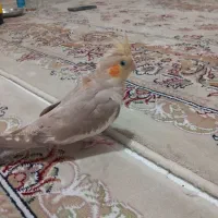 عروس هلندی ماده..رام