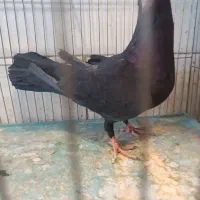 کلاغ ماده