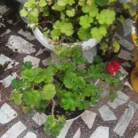 گل   سیکاس