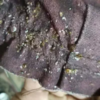 خدمات‌سمپاشی(ضمانت‌کتبی‌ودرصورت‌نارضایتی عودت وجه)