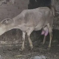 بز نژاد دورگه آلپاین و سومالی بهمراه یک بزغاله