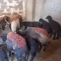 میش زائده ۹ راس