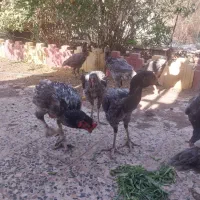 لاری  ریش تیغ طوسی