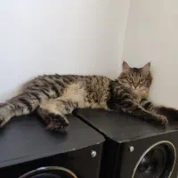 گربه|حیوانات|مشهد, فاطمیه|دیوار