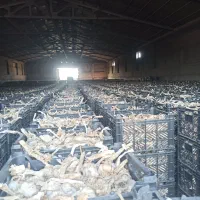 سیر خشک درجه یک مغان