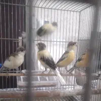 قناری نر و ماده  کاکولی ۴ تا ۵ ماهه