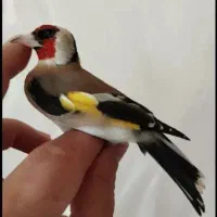 سهره اهوازی