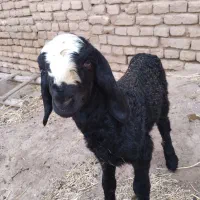 بره قوچ شالی