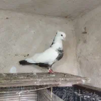 سه عدد کبوتر
