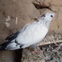 کبوتر|پرنده|لالجین, |دیوار