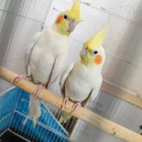 عروس هلندی خوشگل