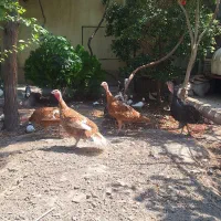 ۵ عدد بوقلمون ماده تخم گذار میزون میزون
